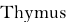 Thymus